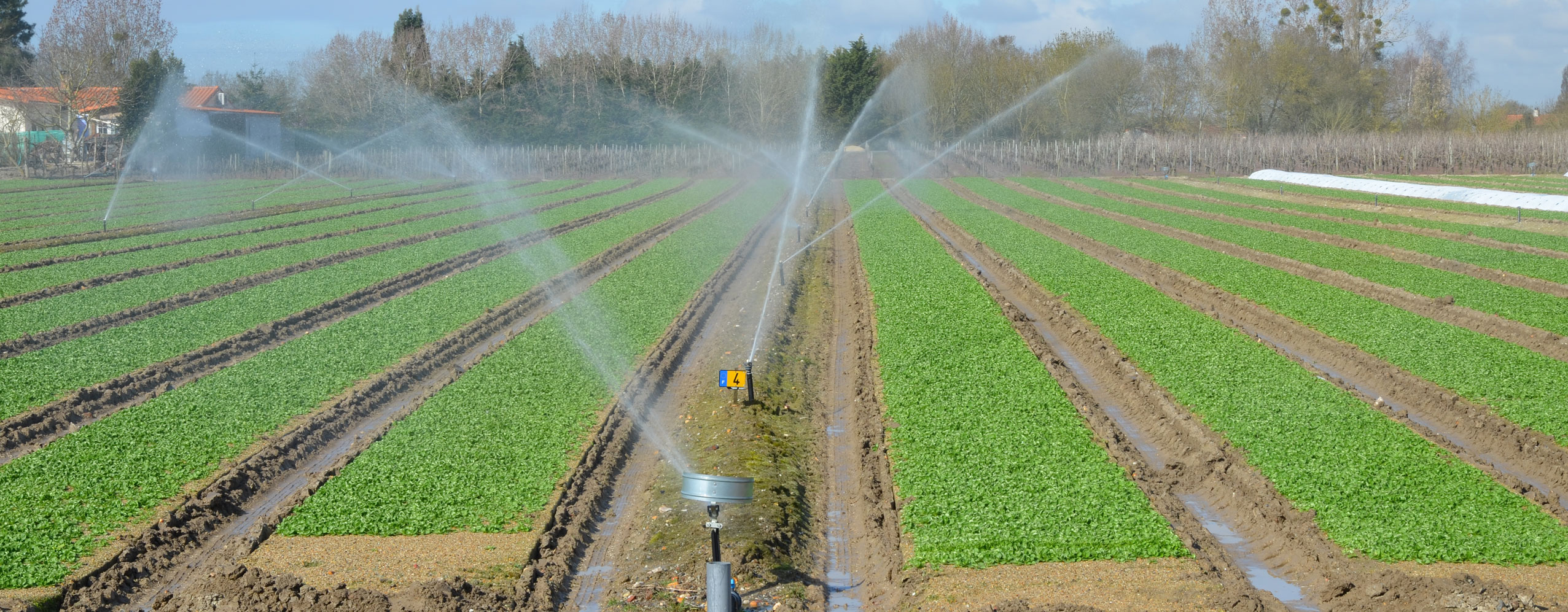 Plasticulture l'irrigation de la mâche dans la vallée des maraichers nantais 