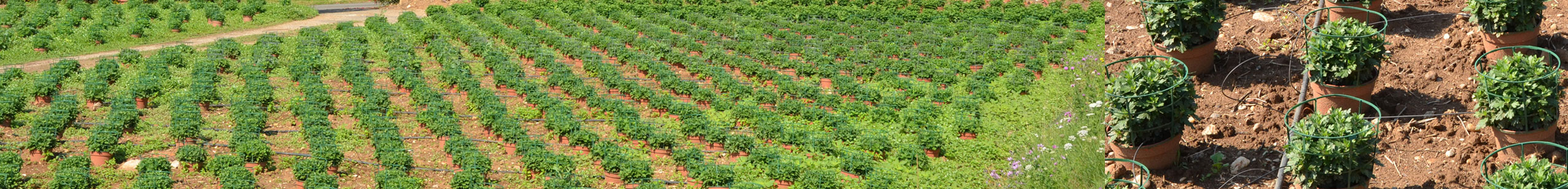 En plasticulture l'irrigation dispose d'un atout majeur : la micro-irrigation sol, ici en horticulture dans le Lot et Garonne