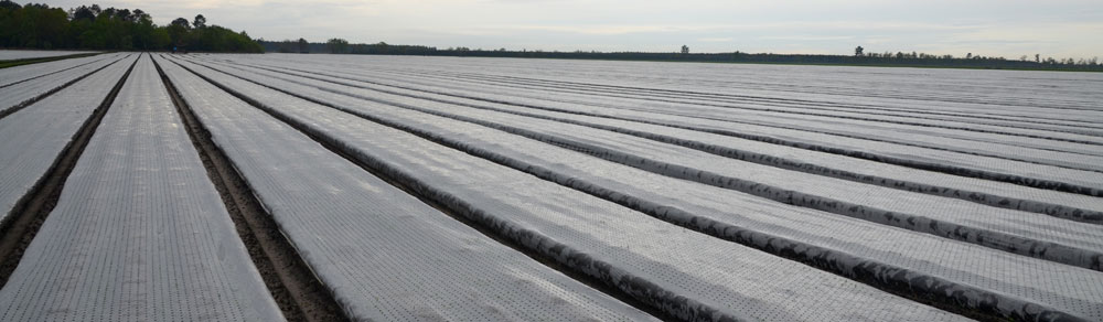En Plasticulture les films de semi-forçage sont utilisées en bâche de couverture sur les semis de carottes dans les landes 