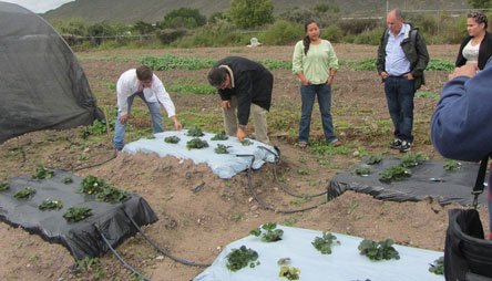 CIPA & plasticulture: Expérimentation sur le terrain au Congrès du CIPA à Saltiho (Mexique)
